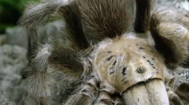 Aşırı yakın çekim bir Arizona sarışın bazı kabuk üzerinde sürünerek Tarantula.