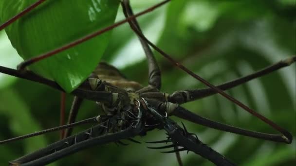 贝茨的巨型鞭子蜘蛛挂在树叶上的紧拍 — 图库视频影像