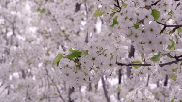 開花木の枝 木を背景に開花のタイトなショット — ストック動画