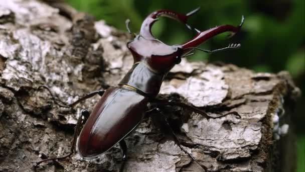 Sıkı Atış Için Bir Fil Stag Beetle Bazı Kabuk Üzerinde — Stok video