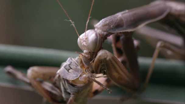 Extreme Tight Shot Praying Mantis Eating Grasshopper Head — Stock Video