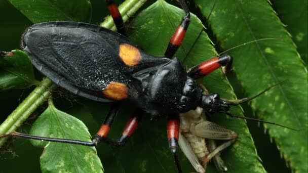 Close Shot Mombo Orange Spot African Assassin Bug — Stock Video