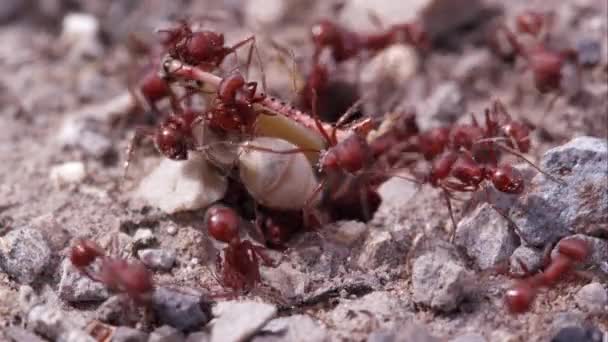 Birçok Ateş Karıncası Çekirge Saldıran — Stok video