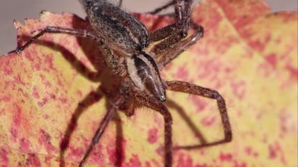 棕色条纹蜘蛛的宏观镜头 — 图库视频影像