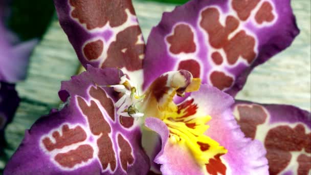 Bir Meyve Bahçesi Mantis Başka Bir Hata Bir Renkli Çiçek — Stok video