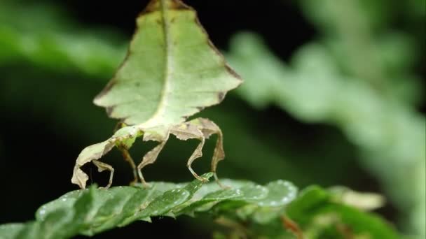 在叶上拍摄的一条巨叶昆虫的紧要关头 — 图库视频影像