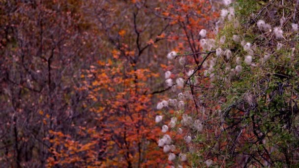 Podzimní Stromy Zeleň — Stock video
