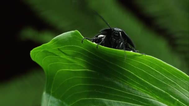Tight Shot Domino Cockroach Head Peeking Edge Leaf — Stock Video
