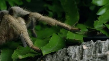 Arizona sarışın biraz yaprak üzerinde sürünerek Tarantula görüntüsünü kapatmak.