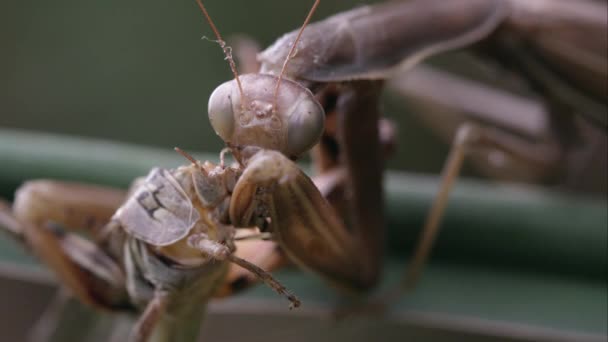 非常紧的拍摄螳螂吃蝗虫 — 图库视频影像