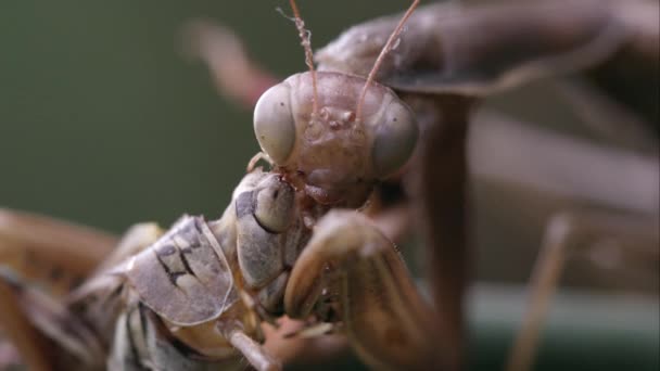 메뚜기 사마귀의 촬영을 닫습니다 — 비디오