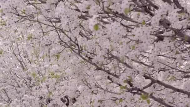 在盛开的树木下移动的镜头 — 图库视频影像