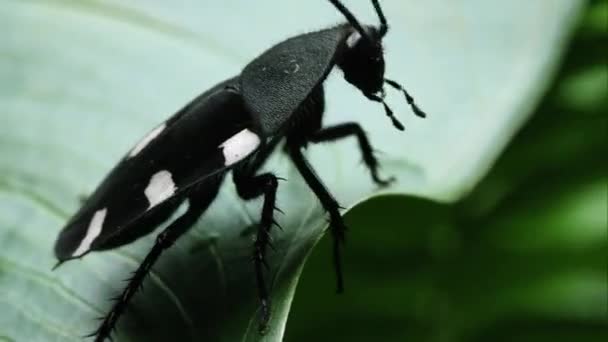 Sıkı Bir Yaprak Kenarında Sürünerek Domino Hamamböceği Kadeh — Stok video
