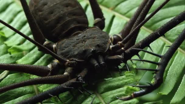 Golpe Apretado Una Araña Bates Giant Whip Sobre Helecho — Vídeo de stock