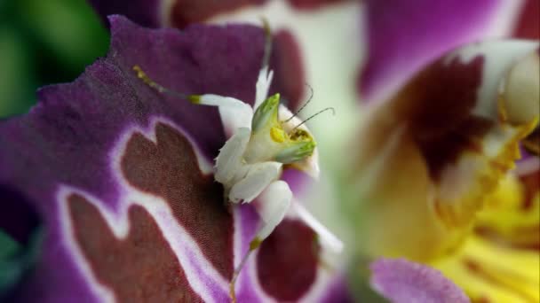 Ένα Περιβόλι Mantis Ένα Πολύχρωμο Λουλούδι — Αρχείο Βίντεο