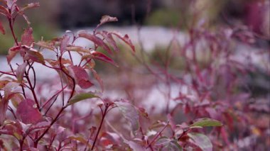 Bazı sonbahar yaprakları atış ile odak nehir içinde belgili tanımlık geçmiş yetersiz.