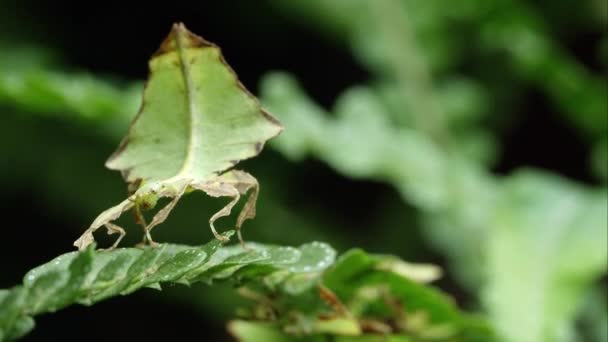 Жорсткі Постріл Галузі Два Гігантських Leaf Комах Струшування Аркуш — стокове відео