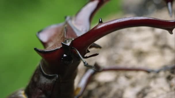 Makro Snímek Hlavy Slon Stag Beetle — Stock video