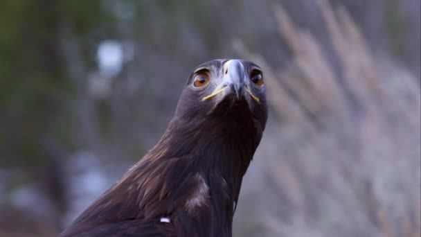 Apretado Tiro Águila Dorada Despegando — Vídeo de stock