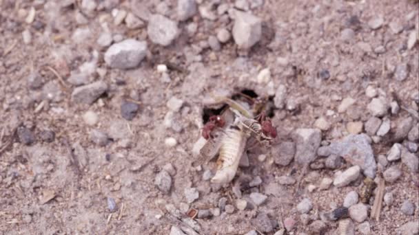 Fire Ants Pulling Grasshopper Tunnel — Stock Video