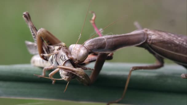 一只正在祈祷的螳螂咬蝗虫脖子的紧镜头 — 图库视频影像