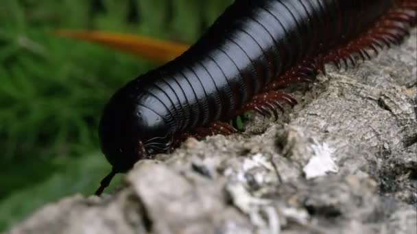 Macro Shot Gigantesco Millepiedi Nero Africano Qualche Corteccia — Video Stock