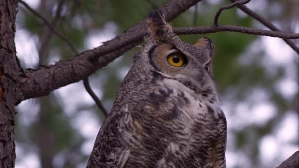 Snäva Skott Great Horned Owl Titta Runt Ett Träd — Stockvideo