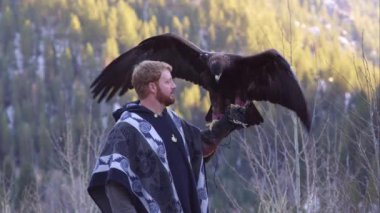 Altın Kartal falconer'ın eldiven üzerinde tünemiş.