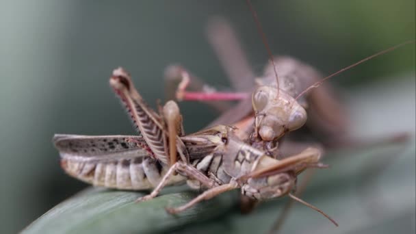 Tight Shot Praying Mantis Eating Grasshopper While Leaf — Stock Video