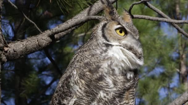 Snäva Skott Great Horned Owl Tutning Ett Träd — Stockvideo