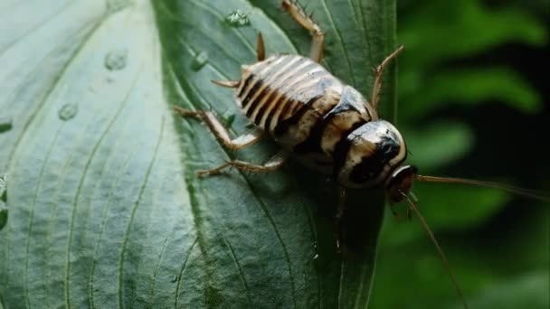 Cafard Orin Sautant Une Feuille — Video