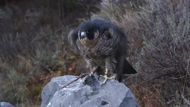 Halcón Peregrino Atado Posado Sobre Una Roca — Vídeos de Stock