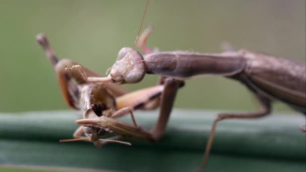 Tight Shot Praying Mantis Chewing Grasshopper Leg — Stock Video