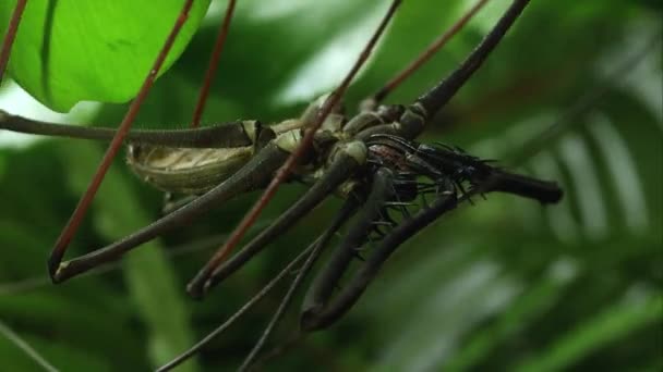 关闭贝茨的巨型鞭子蜘蛛挂在一片叶子上 — 图库视频影像