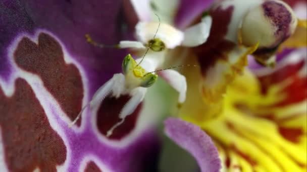 Ένα Περιβόλι Mantis Κάνοντας Σπασμωδικές Κινήσεις Ένα Πολύχρωμο Λουλούδι — Αρχείο Βίντεο