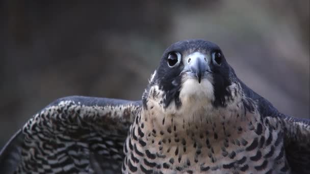 Tiro Apertado Cabeça Falcão Peregrino Enquanto Olha Volta — Vídeo de Stock