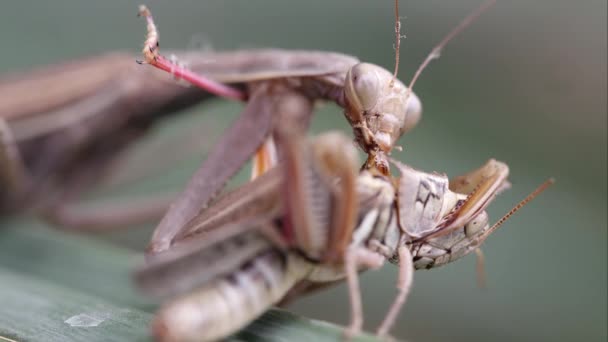 一只正在祈祷的螳螂在一片叶子上吞食蝗虫的紧拍 — 图库视频影像
