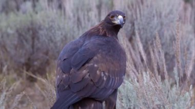 Altın bir alanda bir şey bakarak tünemiş.