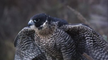 Tünemiş peregrine falcon tüyleri hışır.