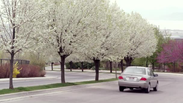 Arbres Fleurs Blanches Long Route — Video