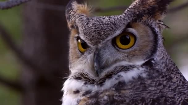 Plan Serré Tête Grand Hibou Cornes Pivotant Tirant — Video