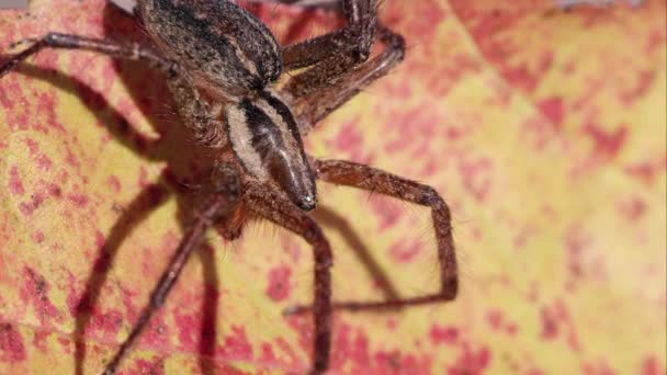 关闭一个棕色条纹蜘蛛的镜头 — 图库视频影像