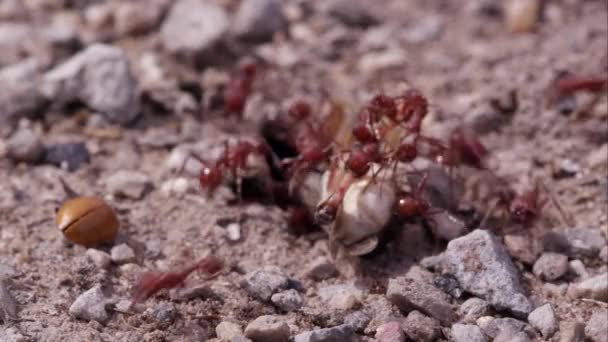 Formigas Fogo Dezenas Swarming Gafanhoto — Vídeo de Stock