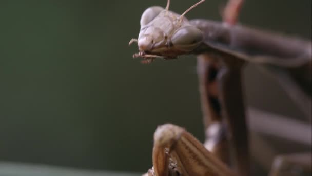 Praying Mantis Eating Parts Grasshopper — Stock Video