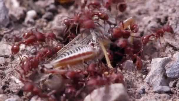 Κόκκινη Φωτιά Μυρμήγκια Συρρέοντας Ακρίδα — Αρχείο Βίντεο