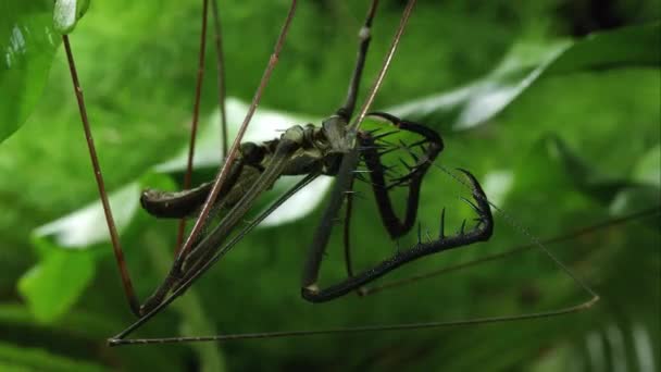 Pevně Shot Sandry Obří Bič Spider Visící Listí — Stock video