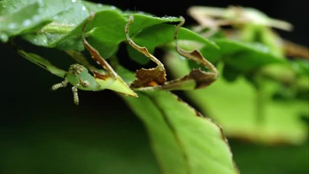 Alan Iki Dev Yaprak Böceklerin Sığ Derinliği Ile Atış Makro — Stok video