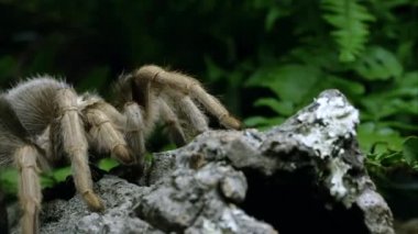 Sıkı bir Arizona sarışın Tarantula bazı kabuk üzerinde sürünerek kadeh.