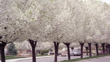 Araba sürücüleri tarafından yol yanında çiçek açması ağaçları.