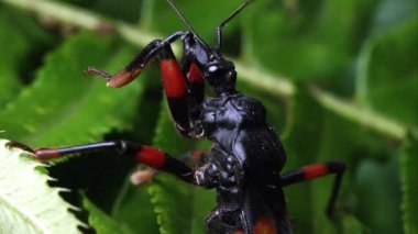 Aşırı yakın kadar 